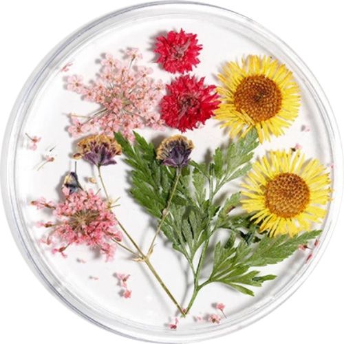 ドライフラワー#06【ゆうパケット】