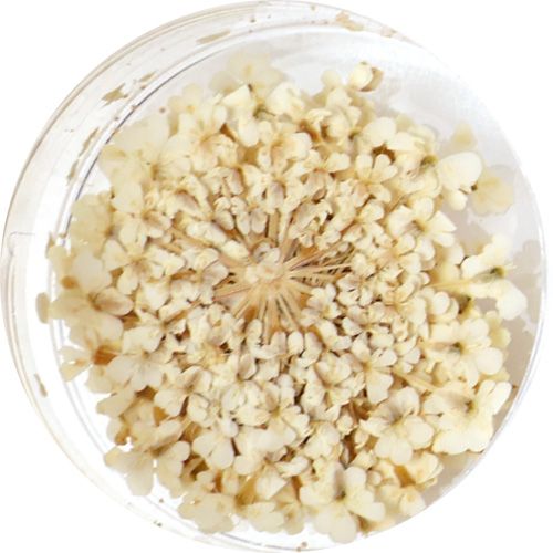 Lace Flower 01Natural【ゆうパケット】