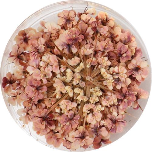 Lace Flower 12OldRose【ゆうパケット】