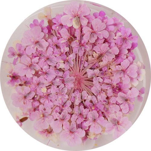 Lace Flower 25Pink【ゆうパケット】