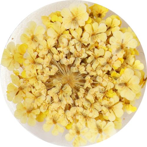 Lace Flower 06Yellow【ゆうパケット】