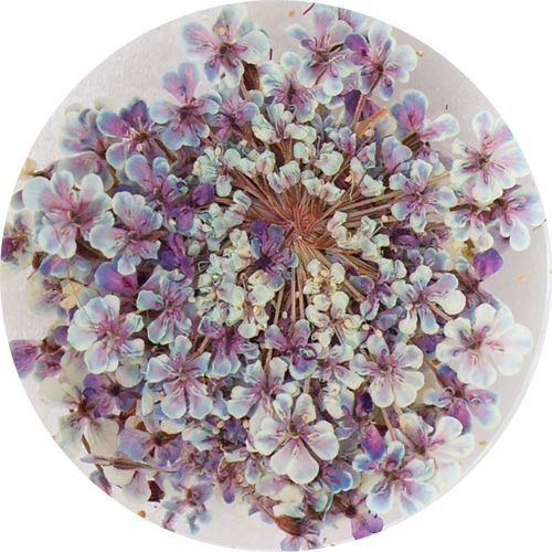 Lace Flower 07PaleLavender【ゆうパケット】