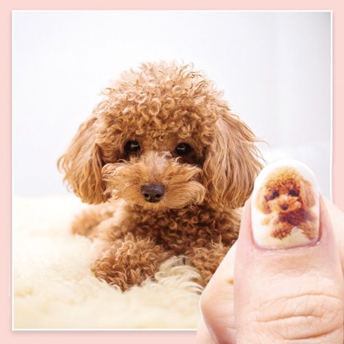 デジタルネイルプリンター Knp N800 P お取り寄せ ネイル通販 Rednails Web Channel
