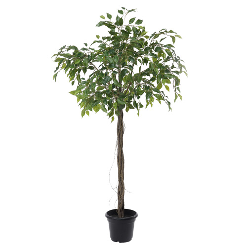 ファイカスツリー 115cm【メーカー直送】